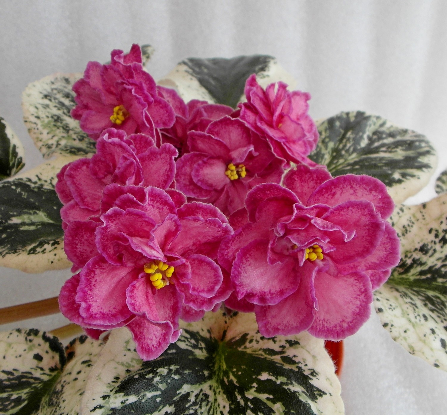 Малинки Фиалка Фото – Telegraph